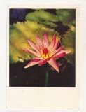 FA75-Carte Postala- RUSIA - Pravda, Water Lily , necirculata 1965