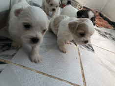 Vand caitelusi shih tzu foto