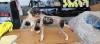 Bibelou portelan caine de vanatoare #A6268, Decorative