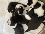 Catei border collie