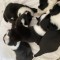 Catei border collie