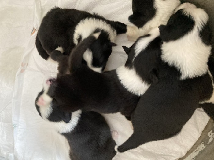 Catei border collie