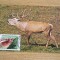 C12 - maxima Romania - tematica animale 1 - prima zi a emisiunii sau expozitii