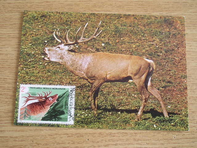 C12 - maxima Romania - tematica animale 1 - prima zi a emisiunii sau expozitii