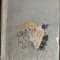 SALOM ALEHEM: NALEWKA LA BAI (trad.din idis de I.LUDO/BIBLIOTECA EVREEASCA 1941)