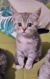Pisicuțe Brittish și Scottish fold
