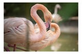 Tablou Canvas, "Flamingo grațios l&acirc;ngă apă limpede", Flamingo, Roz, Grație, Apă, Eleganță, Reflexie, Natură, Serenitate., 39 x 26 cm, CMCLASS