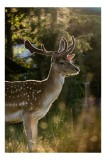 Tablou Canvas, "Cerbul admir&acirc;nd răsăritul din pădure.", Frumusețe, Eleganță, Lumină, Natură, Seară, Animal, Pădure, Căldură, Tranquilitate, Fin., 26 x