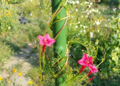 Flori urcatoare - Quamoclit Pennata galben, rosu, roz si portocaliu 40 seminte foto