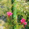 Flori urcatoare - Quamoclit Pennata galben, rosu, roz si portocaliu 40 seminte