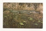 FA124 -Carte Postala- SUA - Okefenokee National Wildlife Reuge. Camp Cornelia, necirculata