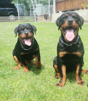 Pui Rottweiler cu pedigree foto