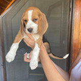 Beagle pui fetita