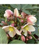 Planta Spanz, Helleborus EB, Valeria, Ericsmithii, roz, ghiveci 10cm