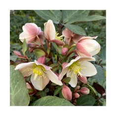 Planta Spanz, Helleborus EB, Valeria, Ericsmithii, roz, ghiveci 10cm