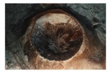 Tablou Canvas, "Privirea cosmică a păm&acirc;ntului", Vulcan, Eroziune, Roci, Peisaj, Cenușiu, Integrare, Textură, Natură, Mineral., 39 x 26 cm, CMCLASS