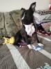 V&acirc;nd pui de Amstaff v&acirc;rstă de 9 luni!
