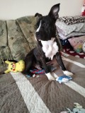 V&acirc;nd pui de Amstaff v&acirc;rstă de 9 luni!