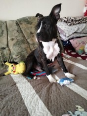 V&acirc;nd pui de Amstaff v&acirc;rstă de 9 luni!