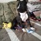 V&acirc;nd pui de Amstaff v&acirc;rstă de 9 luni!