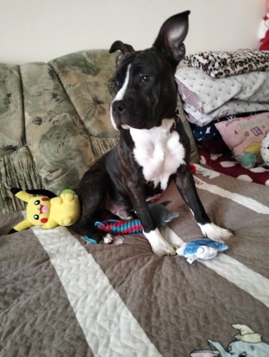 V&acirc;nd pui de Amstaff v&acirc;rstă de 9 luni!