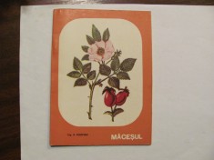 CY - Ing. A. AGOPIAN &amp;quot;MACESUL&amp;quot; foto