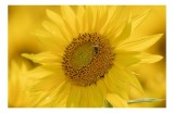 Tablou Canvas Galben Floare Soare Natură Frumusețe Vară, 39 x 26 cm, CMCLASS