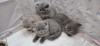 Pui British Shorthair