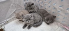 Pui British Shorthair