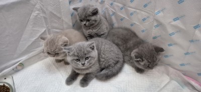 Pui British Shorthair foto