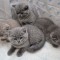 Pui British Shorthair