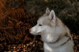 Tablou Canvas, "Husky privind frunzele ruginii ale toamnei", C&acirc;ine, Blană, Urechi, Focăit, Natură, Ferigă, Toamnă, Lumină, Umbră, Tranquilitate, 39 x
