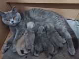 British Shorthair Blue, Puiuti masculi si femele, rasa pura