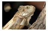 Tablou Canvas, "Iguana contempl&acirc;nd apusul pe ramură", Nu pot să identific nimic specific despre ființele din imagine, dar pot să-ți spun că e o imagin