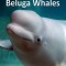 Beluga Whales