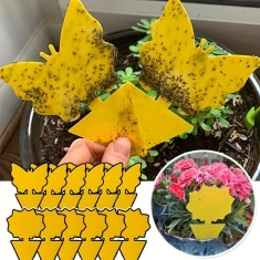 5 Capcane adezive pentru insecte foto