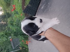 Border collie pui
