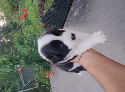 Border collie pui foto