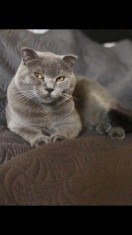 Motan Scottish Fold pt.Monta foto