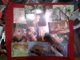 Set 13 Ilustrate - Fauna -Feline ,2 circulate