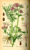 Valeriana officinalis / medicinala , 6 seminte in pachet pentru semanat