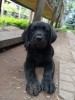 Puiuț labrador retriever negru