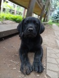 Puiuț labrador retriever negru