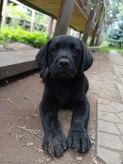 Puiuț labrador retriever negru