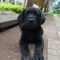 Puiuț labrador retriever negru