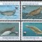 Turkmenistan 1993 Mi 30 + 32/34 MNH - WWF: Foca Caspica