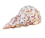 Melc de Mare Charonia Tritonia Trompeta lui Triton 21cm, Colectie Fosile Minerale