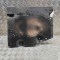 Scut motor dreapta spate TOYOTA GT 86 Coupe ZN6_ 2014 OEM: 42045-CA020