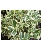 Euonymus fortunei Silver Queen, Ghiveci P9 (9cm), Fusar Vesnic Verde, 15-20cm, Planta Ornamentala, Gradina, Frunzis Variegat