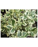Planta Euonymus fortunei Silver Queen P9, ghiveci 9cm, Oem